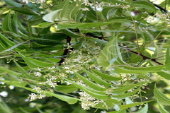 Azadirachta indica